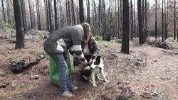 VOICED : Perros ayudan a reforestar bosques quemados News Clip