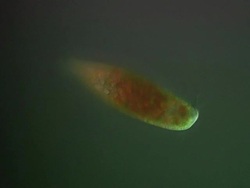 Euglena swimming Stock Footage