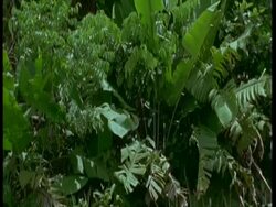 MS Tilt up across giant heliconia and dense vegetation, South America Stock Footage