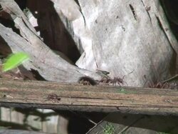 Atta ants carrying leafs Stock Footage