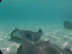 CU, Cayman Islands, Grand Cayman, Stingray City, Stingrays swimming at sea floor Stock Footage