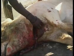 RR0307/C  South Africa: Township Tours News Clip