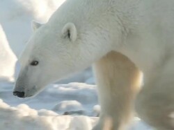   CU TS Polar bear walking amongst boulder of ice / Churchill, Manitoba, Canada Stock Footage