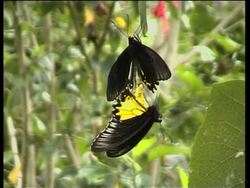 Largest butterfly farm in southeast Asia News Clip