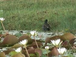 Tropical swamp 8  60i Stock Footage