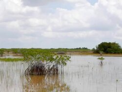 Everglades Mangroves Stock Footage
