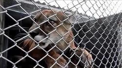 CLEAN : Colombia sends 150 seized wild animals back to nature News Clip