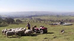 Farmer Feeding the Sheep Stock Footage