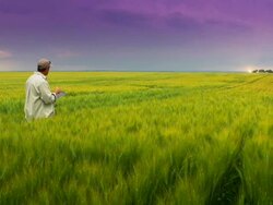 Farmer in Grain Field, Using Tablet Stock Footage