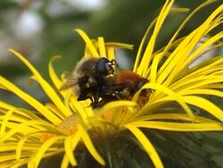 Insect sex Stock Footage