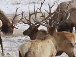 MS Shot of bull elk antlers / Estes Park, Colorado, United States Stock Footage