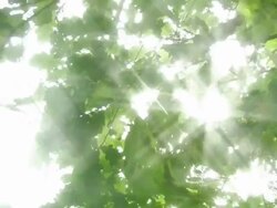 Green leaves in wind and sunbeams Stock Footage