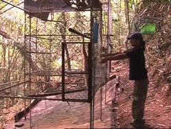 Phuket project fights gibbon extinction News Clip