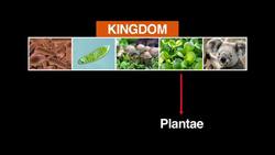 Kingdom Fungi Instructional Video