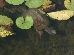 Turtle 7-2: HD 1080/60i Stock Footage
