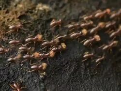 Termites Parade Stock Footage