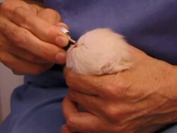 A vet applies eye drops to a kitten's eyes. Stock Footage