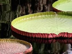 Amazon Lily Pads Stock Footage