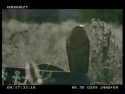 MCU Low angle, Snouted cobra (aka Egyptian cobra) extending & relaxing its hood Stock Footage