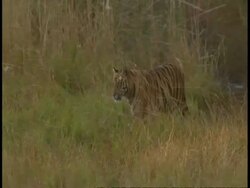 MS Royal Bengal Tiger, Panthera tigris tigris, walking through grass, Bandhavgarh National Park, India Stock Footage