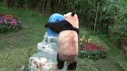 CLEAN : Korean amusement park throws a birthday party for its pandas News Clip