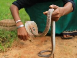 Snake charmer Stock Footage