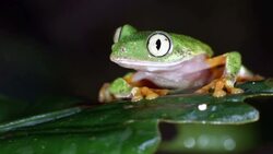 Amazon Leaf Frog (Agalychnis hulli) on a leaf in the rainforest Stock Footage