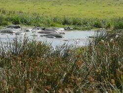 MS Hippos in water / Ngorongoro Conservation Area, Tanzania  Stock Footage