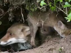 MS ZI ZO Shot of red fox  mother and cub sitting at Den entrance / Calvados, Normandy, France Stock Footage