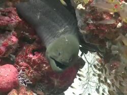 Giant Moray Eel (Gymnothorax javanicus) being cleaned by several Clear Cleaner Shrimps (Urocaridella antonbruunii), surrounded by school of Golden Sweepers, Baa Atoll, The Maldives Stock Footage