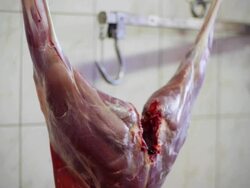 Slaughterhouse Stock Footage