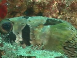 ECU Short spine porcupine fish lying against rock covered with coral and sponge / Matola, Maputo, Mozambique Stock Footage