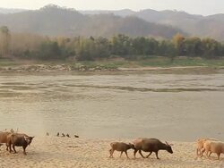 WS SLO MO View of river bank with group of cows passing by and children swimming and playing / Kuang Si, Luang Prabang, Laos Stock Footage