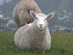 Sheep and Lamb Stares At Camera And Chews, Eats Stock Footage