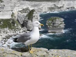 WS Shot of Seagull in front of Limestone cliffs / Bonifacio, Corsica, France Stock Footage
