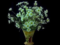 T/L vase of flowers - Daisies wilt Stock Footage