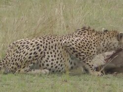 Cheetah Stock Footage