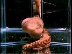 Giant octopus squeezes through plastic tube 1/10th size of its body, short sequence Stock Footage