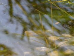 Dolly shot of swamp area, two frogs hoping away Stock Footage