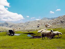 Pastoral scene at Aladaglar Stock Footage