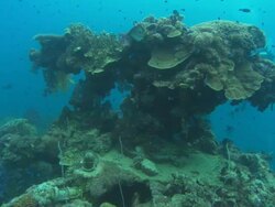 Diver films, Shinkoku, bow gun, Chuuk Lagoon, South Pacific Stock Footage