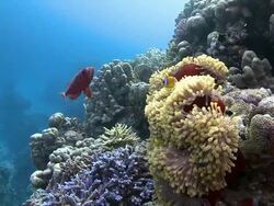 CORALS, ANEMONES AND CLOWN FISH Stock Footage