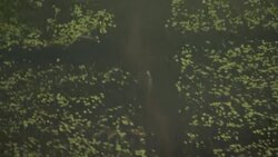 A crocodile swims in a small river in wetlands. Stock Footage