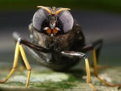 Giant horsefly (family Tabanidae) resting on a leaf. Filmed in the Ecuadorian Amazon Stock Footage