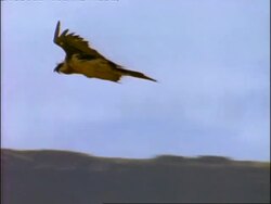 MS Lammergeier (Gypaetus barbatus) soaring in sky above Simian mountains, Ethiopia, Africa Stock Footage