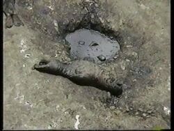 PERU: EL NINO PHENOMENON AFFECTING SEA LIONS POPULATION News Clip