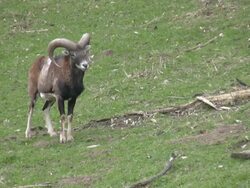 HD wild animal Stock Footage