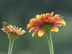 Yellow Flower and butterfly Stock Footage