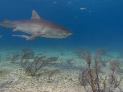 Tiger shark, Galeocerdo cuvier, sandy seabed, Bahamas  Stock Footage