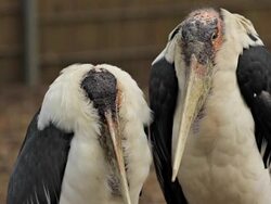 Marabous Stock Footage